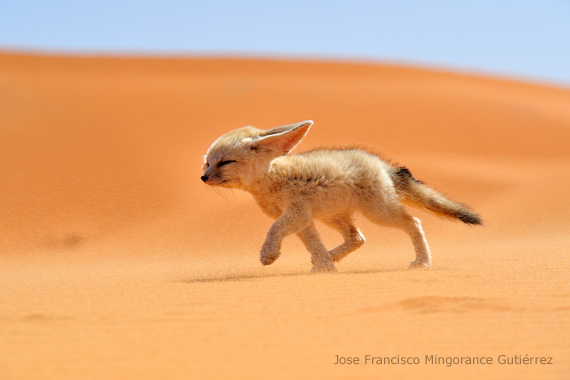 Living Things' Survival in the Desert | Create WebQuest