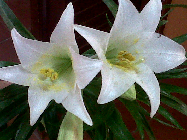 You can find all kinds of plants growing in Honduras.