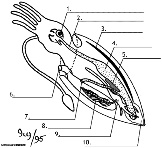 Internal