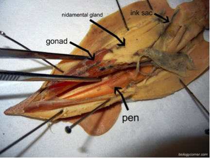 Open Squid