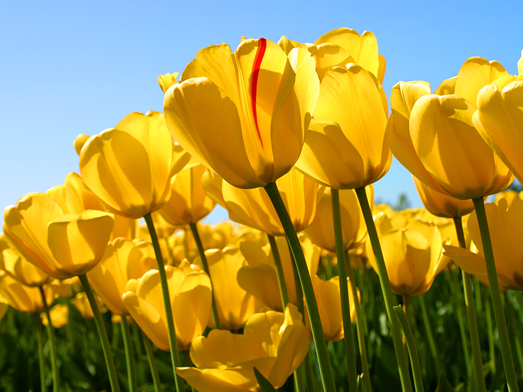 Photosynthesis Tulips