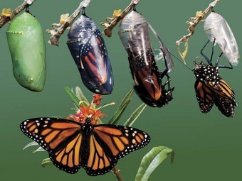 Depicting metamorphosis