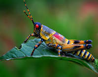 Grass Hopper