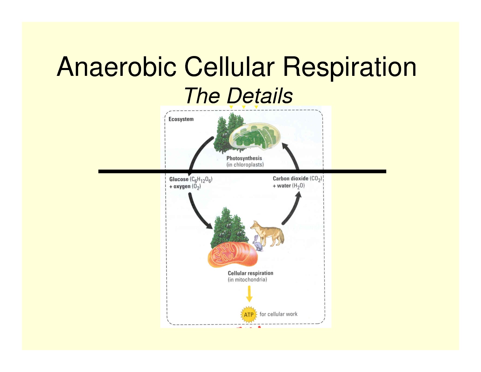 Anaerobic Respiration Create WebQuest anaerobic-respiration-create-webquest