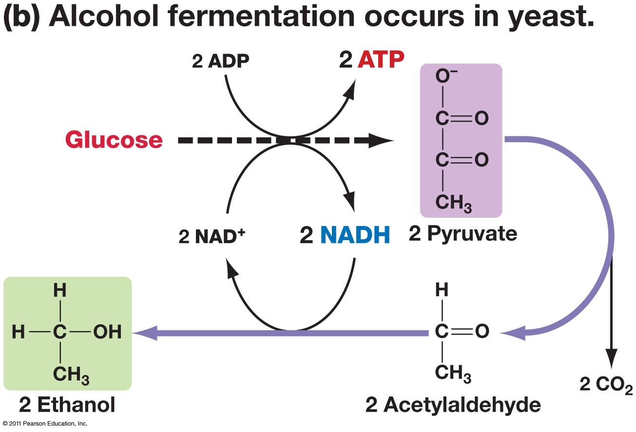 Anaerobic Respiration Create WebQuest anaerobic-respiration-create-webquest