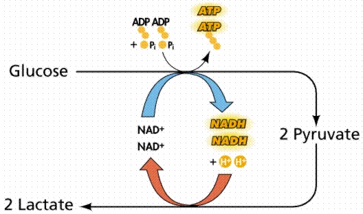 A diagram of the process of Lactic Acid Fermentation