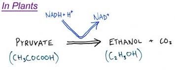 Anaerobic respiration in plants