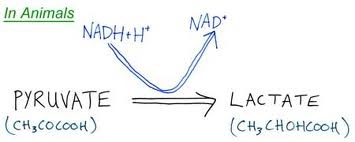 Anaerobic respiration in animal