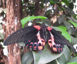 Don't be fooled! The Scarlet Mormon is actually a species of moth