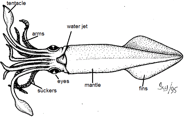 Squid External